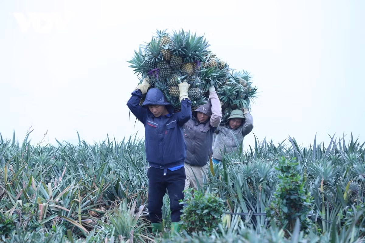 Depuis plusieurs décennies, l’ananas s’impose comme la culture essentielle des habitants. Elle ne se limite pas à réduire durablement la pauvreté : elle contribue également à l’enrichissement des communautés locales.