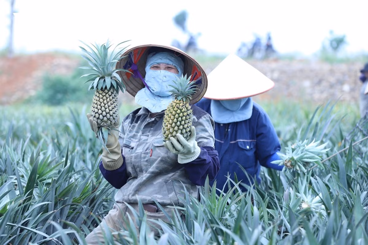 Comme l’ananas ne mûrit plus après la cueillette, les travailleurs choisissent les fruits déjà mûrs, dont l’odeur sucrée se dégage de la base, près du pédoncule.