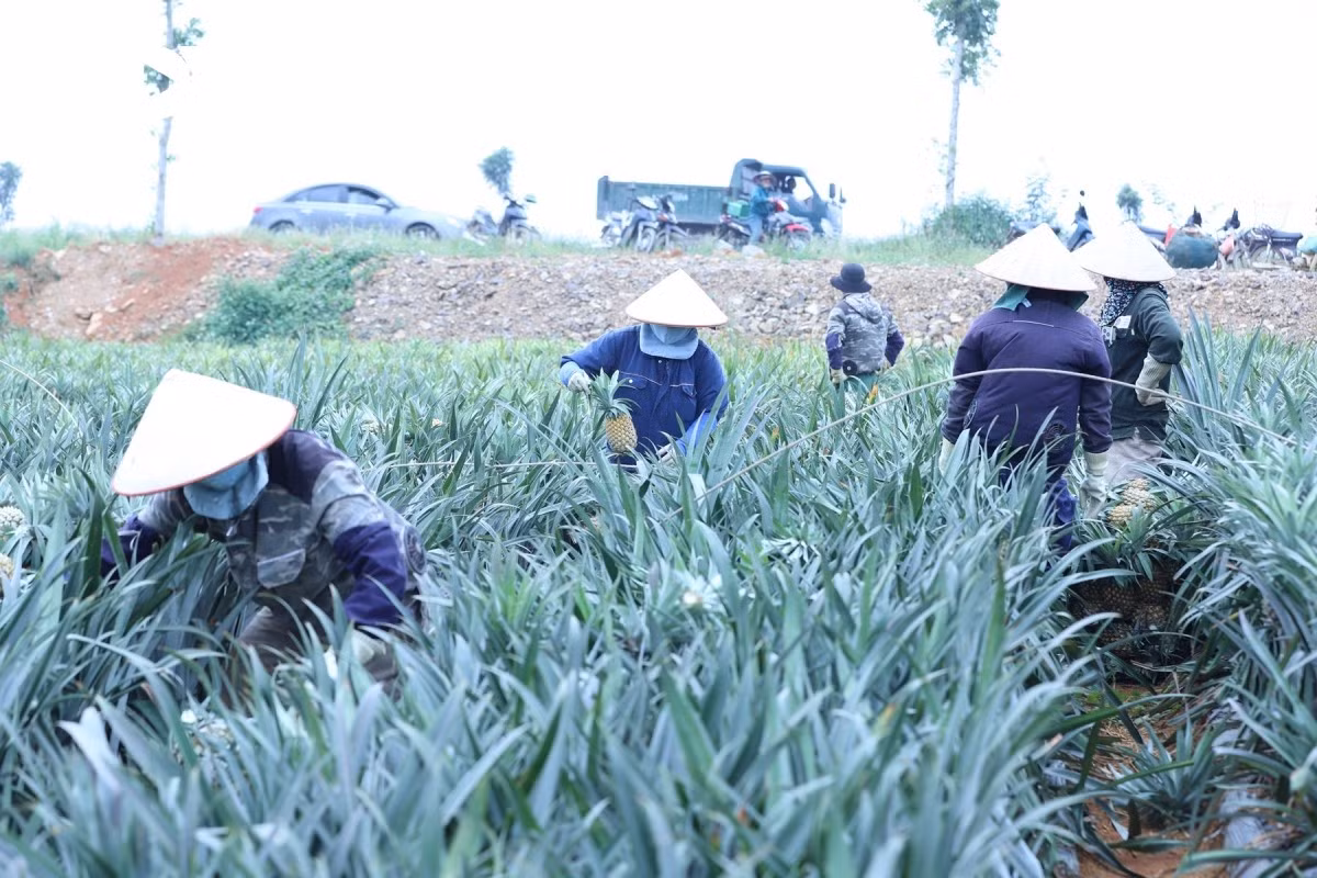 Un matin de fin d’automne, la brume flotte encore sur les collines, la rosée de la nuit perle sur les feuilles acérées des plants d’ananas ; les agriculteurs, empressés, se faufilent entre les rangées pour cueillir chaque fruit doré, tandis qu’un parfum sucré emplit l’air ambiant.