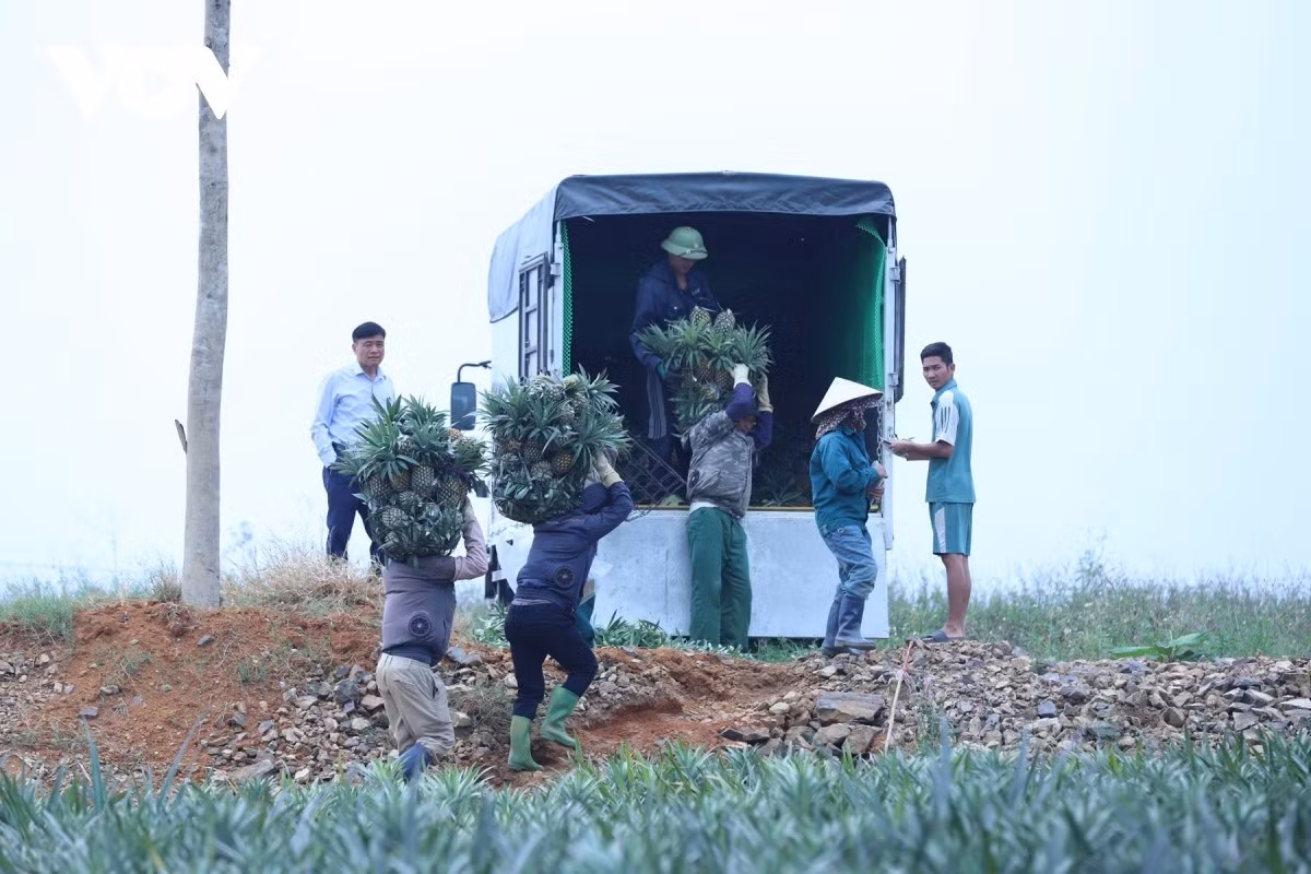Les habitants de Dong Giao récoltent les fruits économiques de leur culture. Préserver et développer la marque d’ananas à indication géographique protégée constitue leur fierté.