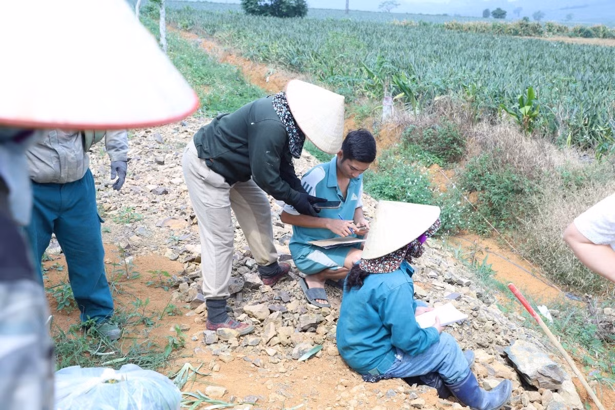 Le labeur devient plus pénible à mesure que la cueillette s’intensifie : dans les étroites rangées des collines, chaque panier, pesant de 50 à 60 kg, doit être transporté manuellement vers le point de collecte. Depuis le début de l’année, le prix de l’ananas se maintient à un niveau élevé, remplissant les producteurs d’enthousiasme. Un cultivateur de l’équipe Bai Sai, quartier de Tam Diep, ne peut cacher son large sourire en évoquant la récolte exceptionnelle de sa famille.