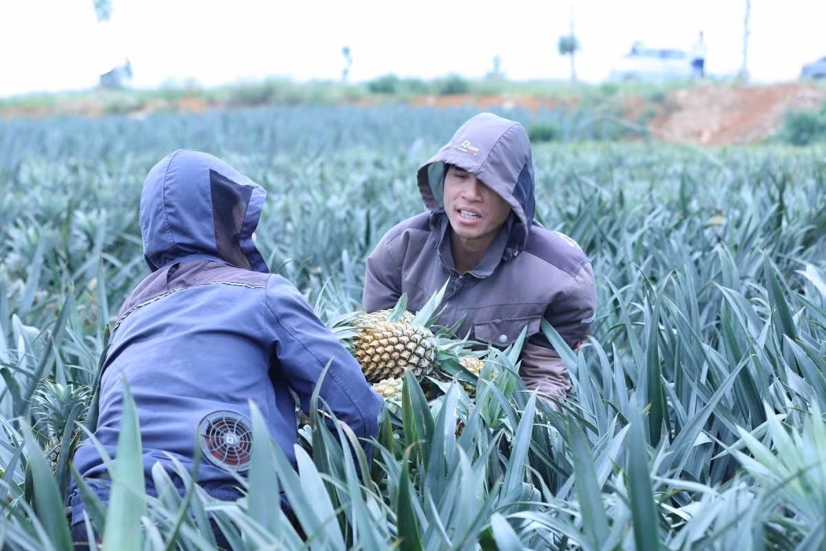 La saison principale se situe de juin à août, lorsque les fruits atteignent leur rendement et leur qualité optimaux. « Pour garantir une offre stable, nous pratiquons la culture échelonnée », explique Mme Huyen, productrice d’ananas locale.