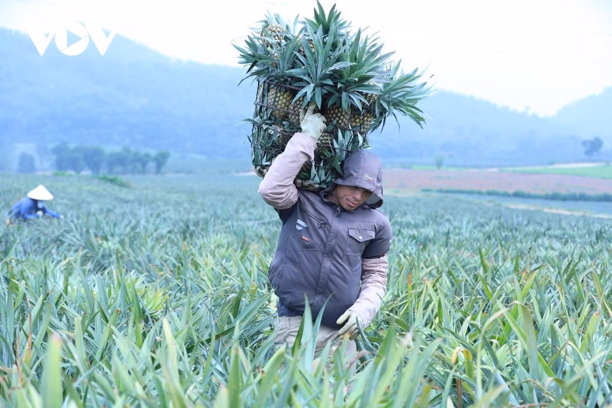 La zone principale de culture d’ananas se situe dans le quartier de Tam Diep, couvrant plus de 4 000 hectares. En pleine saison, les ouvriers se relaient pour charger sur leurs épaules de lourds paniers d’ananas, créant une atmosphère de travail rythmée et intense.