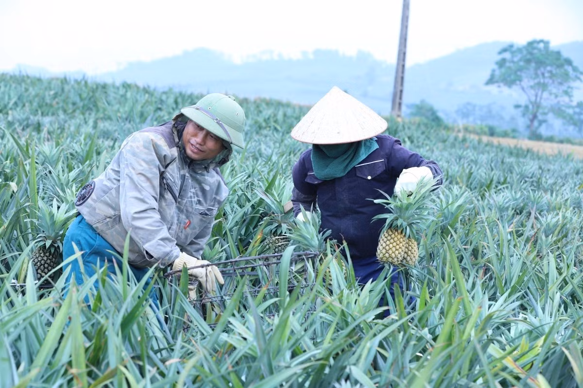 L’ananas met environ dix-huit mois entre la plantation et la récolte. Les agriculteurs échelonnent donc les semis chaque mois afin de pouvoir récolter toute l’année.