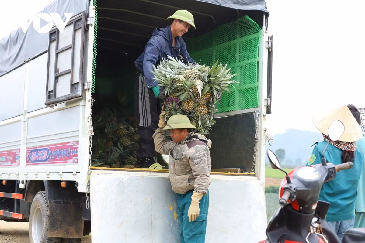 Les habitants indiquent que, grâce à une météo favorable, la productivité de cette année a fortement augmenté : de 60 à 70 tonnes par hectare pour la variété Cayenne et environ 50 tonnes pour l’ananas à feuilles épineuses.