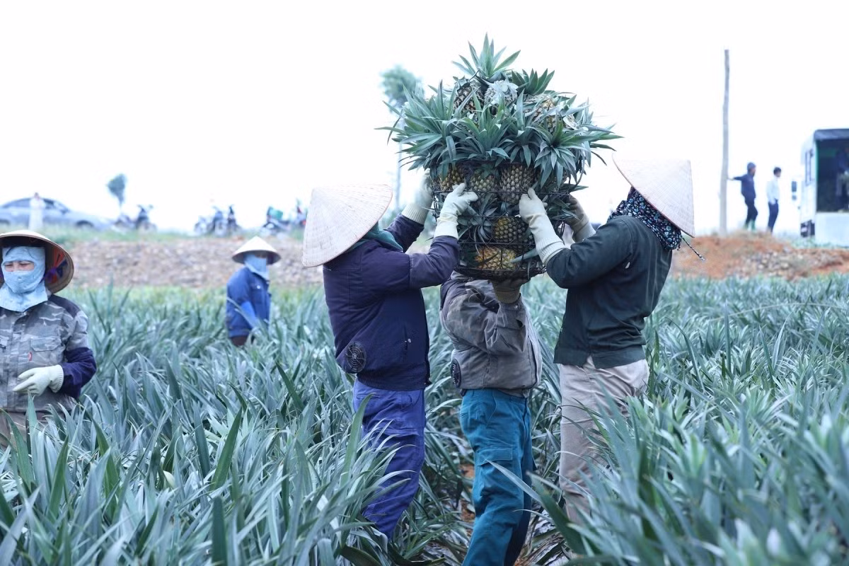 Le prix actuel, oscillant entre 8 000 et 13 000 dôngs le kilo, apporte une grande satisfaction aux cultivateurs ; même en pleine saison, le marché reste dynamique et stable.