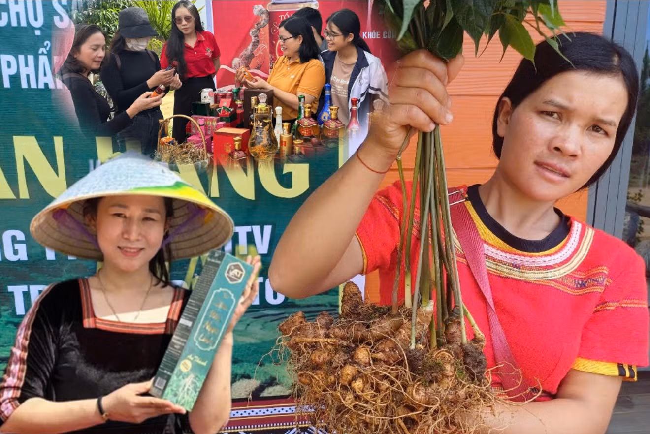 anh-mua-thu-hoach-ngoc-hat-o-xu-cay-quoc-bao-phia-tay-quang-ngai-8-1624.jpg