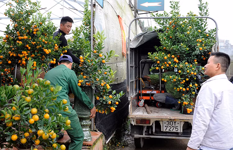 Le village de kumquat de Tu Liên se prépare pour l'année du Cochon ảnh 1 Le village de kumquat de Tu Liên se prépare pour l'année du Cochon ảnh 1