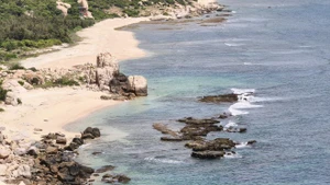 Le parc national de Nui Chua met en place une protection stricte des sites de ponte, avec des patrouilles régulières pour déplacer les nids menacés par la marée, protéger les œufs et empêcher le braconnage. Photo : VNA.