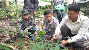 Photo : nhandan.vn