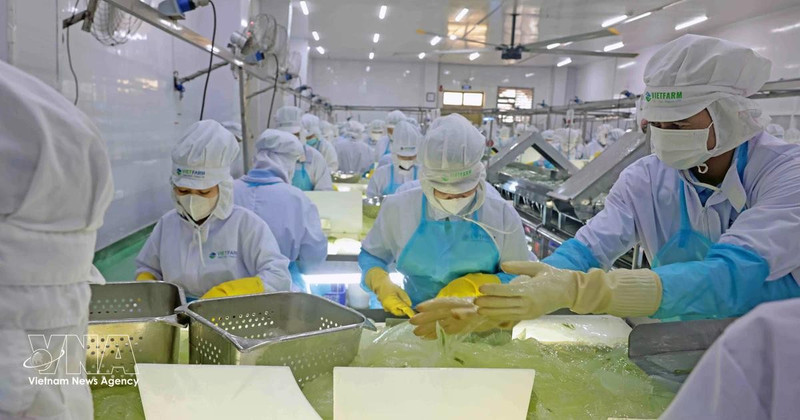 Chaîne de production d’aloe vera de VietFarm. Photo : VNA.