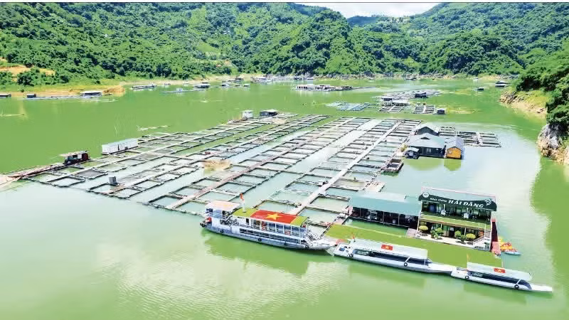 Ferme piscicole sur le réservoir du fleuve Da, dans la province de Phu Tho. Photo : nhandan.vn