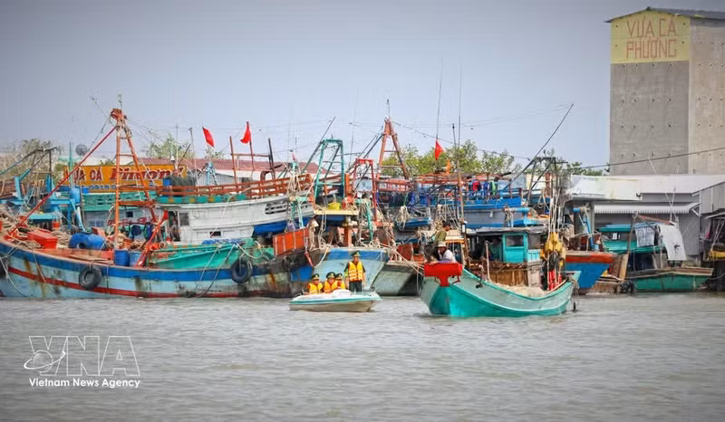 La province de Ca Mau multiplie les mesures afin de contribuer à la levée du carton jaune sur la pêche illicite, non déclarée et non réglementée (INN). Photo : VNA.