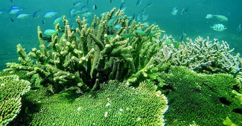 La gestion de la conservation des écosystèmes forestiers et marins du Parc national de Con Dao est transparente depuis de nombreuses années. Photo : Parc national de Con Dao.