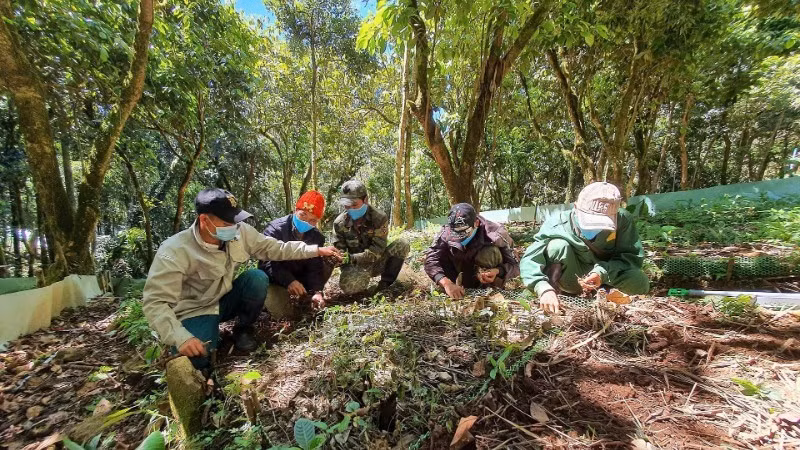 Les minorités ethniques de la province de Quang Ngai choisissent les plants de ginseng Ngoc Linh avant la plantation. Photo : nhandan.vn
