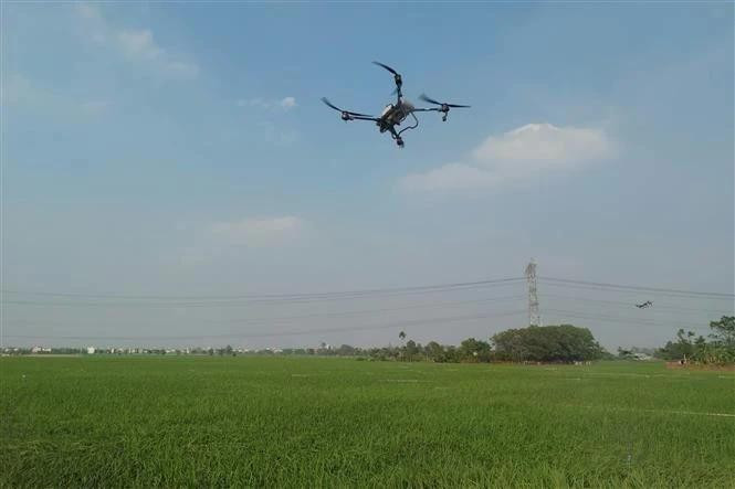 La pulvérisation par drone de produits phytosanitaires est autorisée à certaines conditions. Photo : VNA.