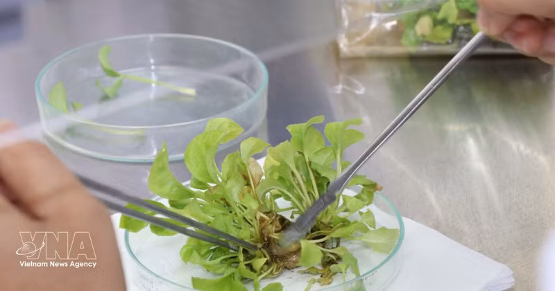 Recherche sur les variétés végétales à l'Université de Tra Vinh. De nombreux résultats de recherche de l'établissement ont été appliqués à la production agricole et à la vie quotidienne. Photo : VNA. 