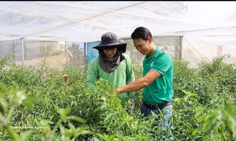 M. Nguyen Viet Tu (à droite) et un technicien de la coopérative vérifient le champ de piments forts prêts à être récoltés pour l'exportation vers les pays européens. Photo : VNA.