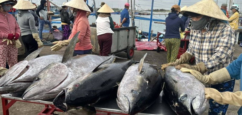 Débarquement du thon au port de pêche de Dong Tac. Photo : VOV.