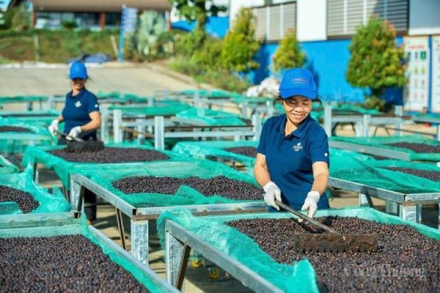 Des ouvriers font sécher le café dans l’usine de production de la société à responsabilité limitée Vĩnh Hiệp. Photo : congthuong.vn