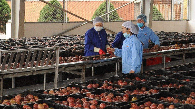 Le fruit de la passion constitue une importante source de devises à l’exportation vers le marché de l’Union européenne. Photo: nhandan.vn