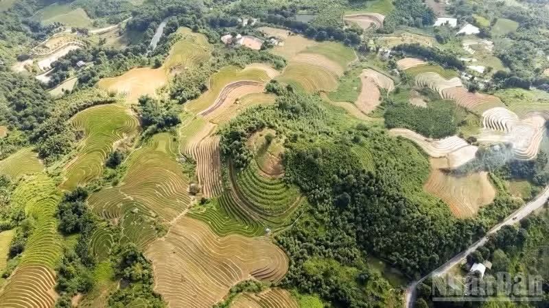 Les majestueuses rizières en terrasses constituent l'une des principales attractions pour les visiteurs qui se rendent à Coc San. Photo: nhandan.vn