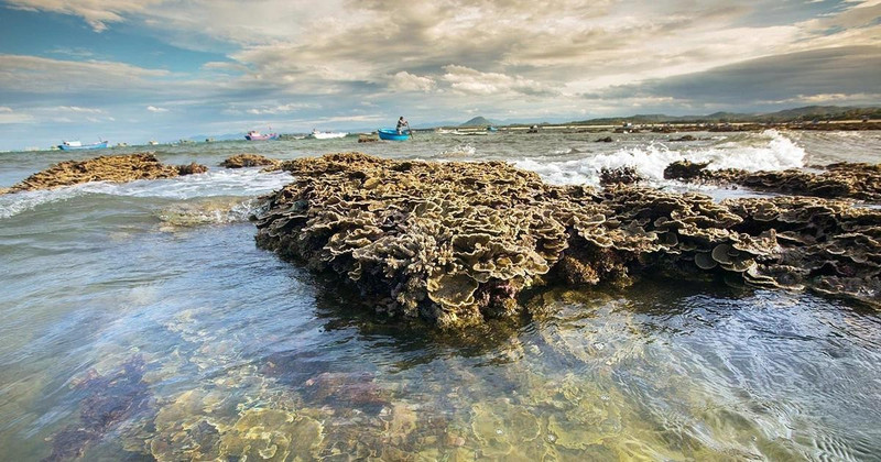 Le magnifique écosystème corallien naturel de Hon Yên, province de Phu Yên, au Centre du Vietnam. Photo : VNA. 