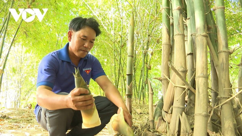 Le jeune membre du Parti, Tho Van Lien, d’ethnie Cham, avec son modèle de culture du bambou pour la récolte des jeunes pousses de bambou. Photo : VOV.