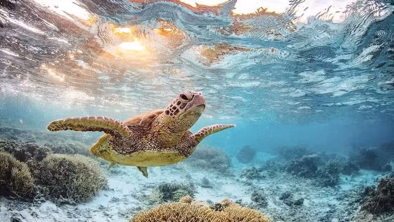 Le programme de protection des populations de tortues menacées du Vietnam et de leurs habitats est développé de manière durable, contribuant à la préservation de la biodiversité du pays. Photo : nhandan.vn