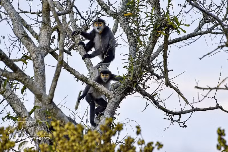 Les habitats forestiers naturels riches en ressources alimentaires sont des conditions essentielles au développement stable de la population de douc à pattes noires. Photo: VNA