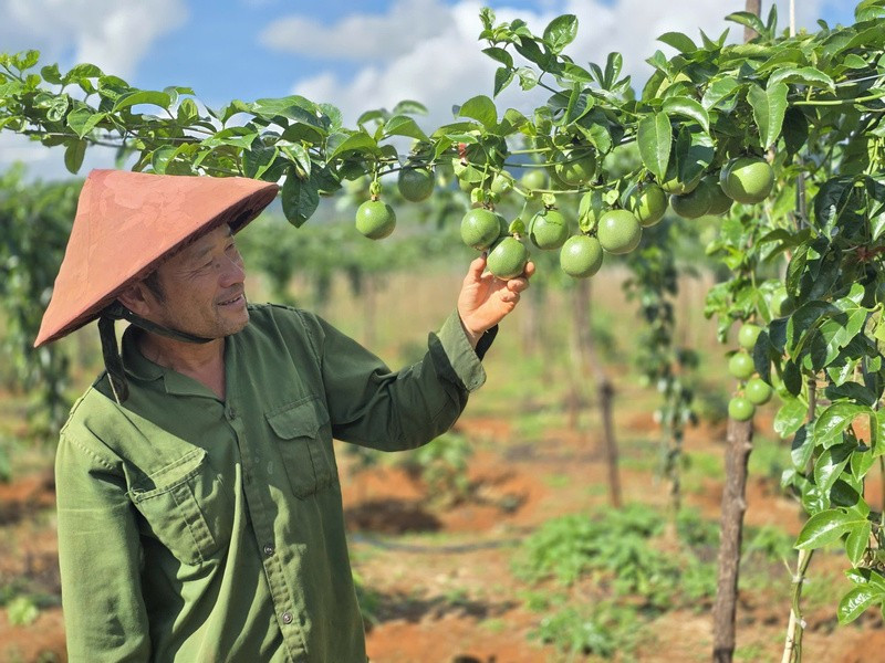 Le fruit de la passion (maracuja) occupe la première place en termes de croissance des exportations de fruits et légumes vers le marché de l’UE, représentant environ 25 % du chiffre d’affaires total et enregistrant une augmentation de plus de 100 %. Photo : congthuong.vn