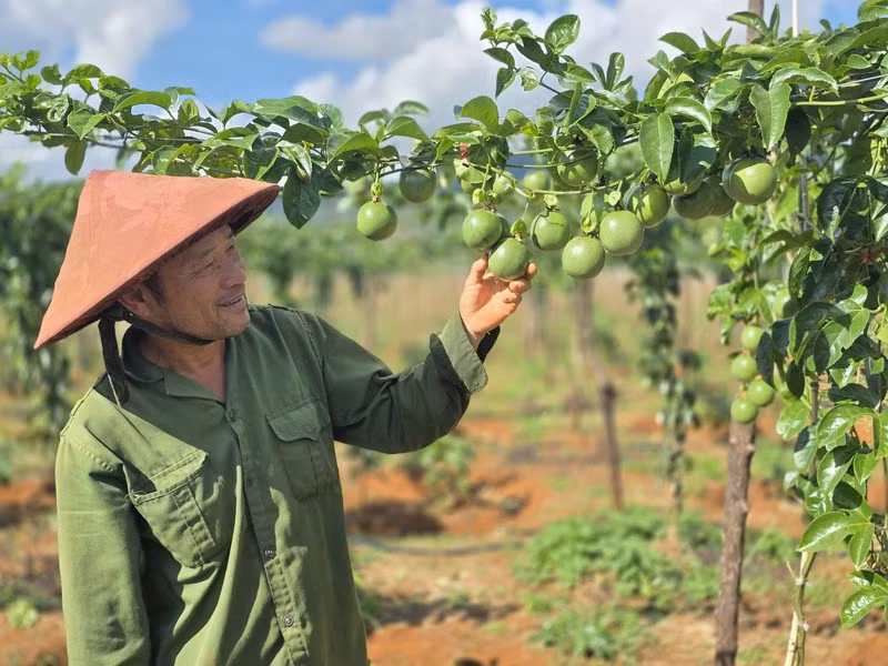 Le fruit de la passion (maracuja) occupe la première place en termes de croissance des exportations de fruits et légumes vers le marché de l’UE, représentant environ 25 % du chiffre d’affaires total et enregistrant une augmentation de plus de 100 %. Photo : congthuong.vn