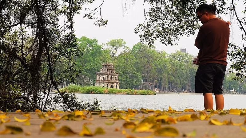 Chaque année, vers le mois d’avril, les rangées de sấu commencent à perdre leurs feuilles, qui recouvrent trottoirs et chaussées. Photo : VOV.