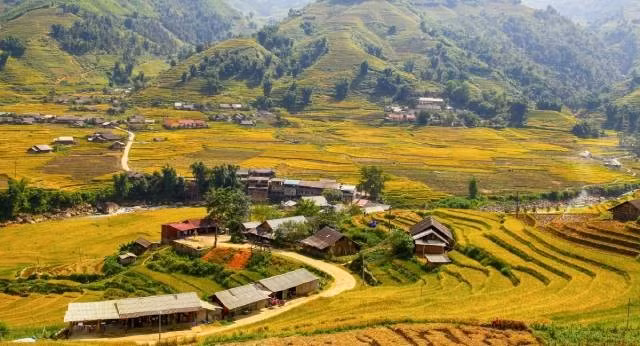 Sa Pa pendant la saison du riz mûr. Photo : VOV.