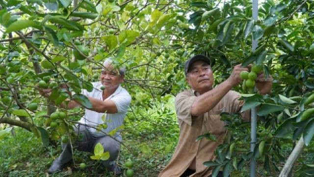 Le verger de citronniers de Pham Van Niem, membre de la coopérative de services agricoles My Long (province de Dong Thap. Photo : nhandan.vn