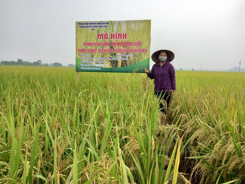 Modèle de culture de nouvelles variétés de riz, à haut rendement et de qualité, adaptées au changement climatique à Ung Hoa. Photo : hanoimoi.vn