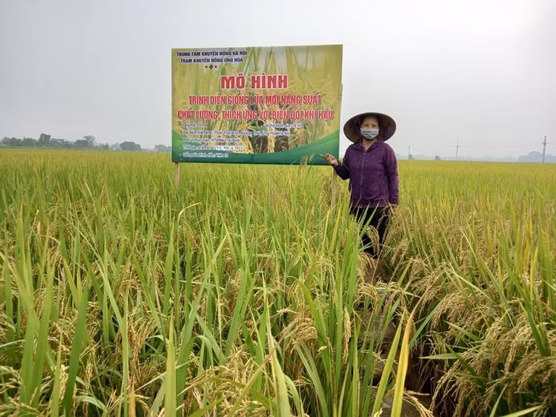 Modèle de culture de nouvelles variétés de riz, à haut rendement et de qualité, adaptées au changement climatique à Ung Hoa. Photo : hanoimoi.vn