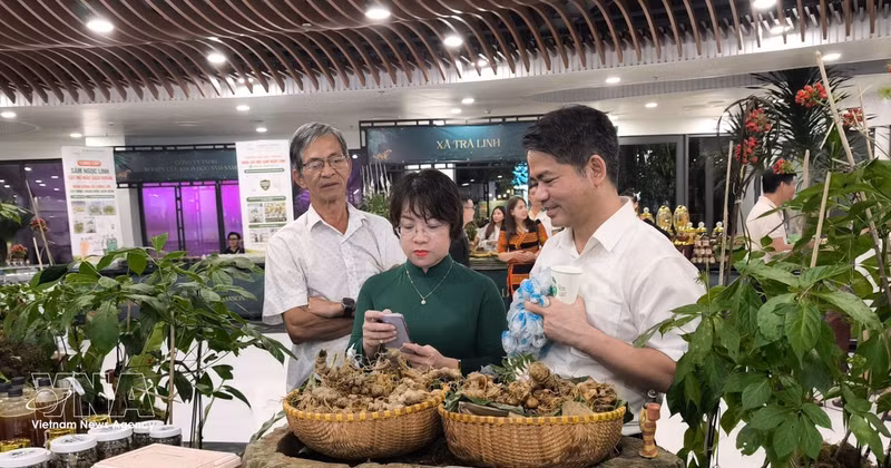 Le ginseng Ngoc Linh, un trésor national en quête d'un rayonnement international. Photo : VNA.
