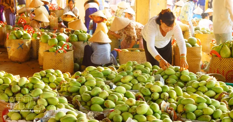 Les mangues de Dông Tháp sont aujourd'hui exportées vers de nombreux pays à travers le monde. Photo : VNA