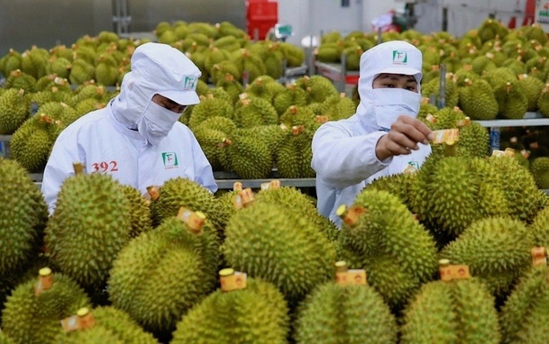 Le durian est l’un des produits d’exportation importants du Vietnam. Photo: hanoimoi.vn