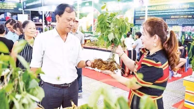 Des visiteurs découvrent le ginseng de Ngọc Linh lors d’un programme de présentation et de promotion des plantes médicinales de Da Nang. Photo: nhandan.vn