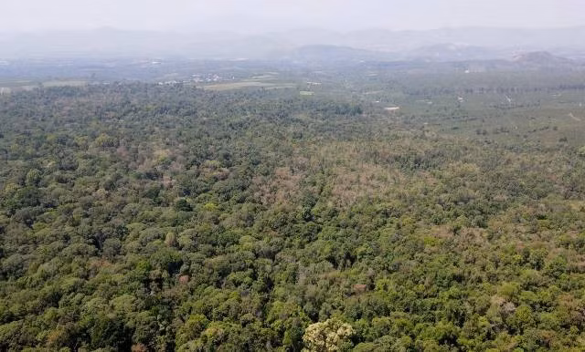 Une forêt ancienne rare subsistant dans le Tay Nguyen. Photo : dantri.com.vn