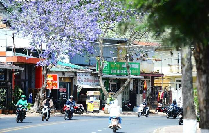Da Lat se pare d’un manteau violet romantique grâce à une fleur venue d’Amérique du Sud. Photo : vtcnews.vn