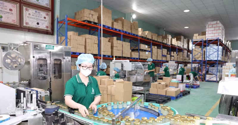 Une entreprise de production de nids de salanganes à Khanh Hoa. Photo : VNA.