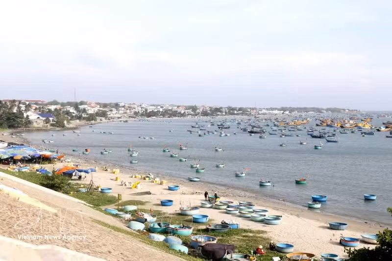 À l’aube, le spectacle change de nature. Des centaines de bateaux de pêche multicolores convergent vers le port, tandis que les filets sont tirés sur le sable. Photo : VNA.