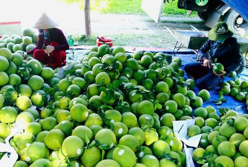 Le Vietnam vise 65 milliards de dollars d’exportations agricoles en 2025. Photo : VNA.