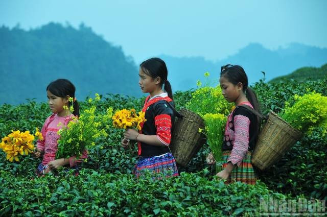 Les enfants issus des minorités ethniques à Moc Chau. Photo : nhandan.vn