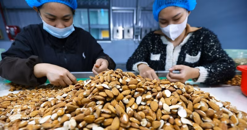 Tri et transformation d’amandes destinées à l’exportation à l’usine de Gold Tree Food Vietnam Co., Ltd. (entreprise à capitaux 100 % chinois), située dans la zone industrielle de Tu Ha, à Huê. Photo: VNA