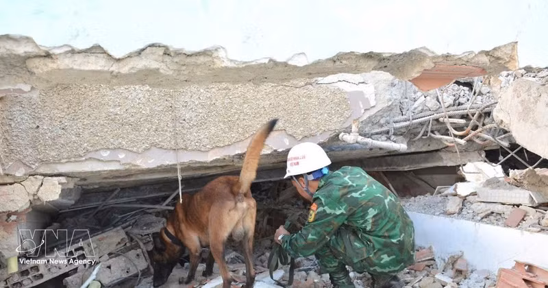 Les chiens de recherche sont déployés en premier pour repérer les zones où pourraient se trouver des victimes. Photo : VNA. 