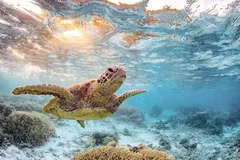 Le programme de protection des populations de tortues menacées du Vietnam et de leurs habitats est développé de manière durable, contribuant à la préservation de la biodiversité du pays. Photo : nhandan.vn